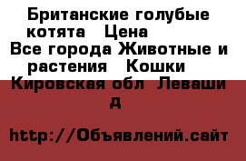 Британские голубые котята › Цена ­ 5 000 - Все города Животные и растения » Кошки   . Кировская обл.,Леваши д.